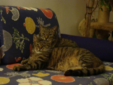 Tigrované duo - Mucko a nad ním Maťko